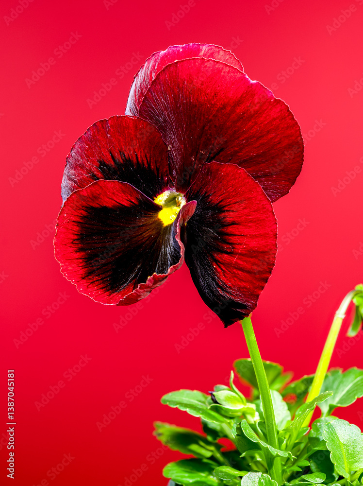 Beautiful Red Pansy Flower with Dark Center
