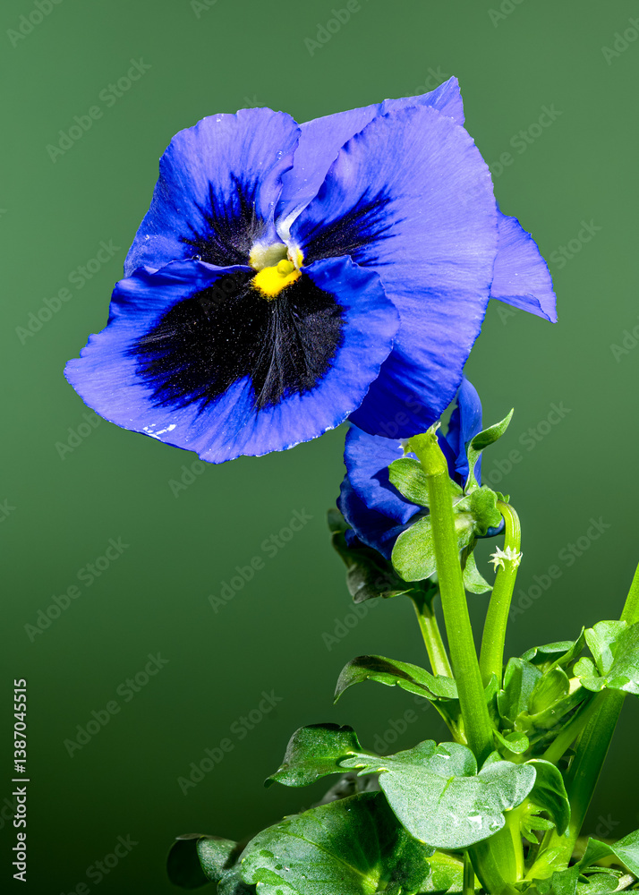 Blue and purple Pansy Flower on green background