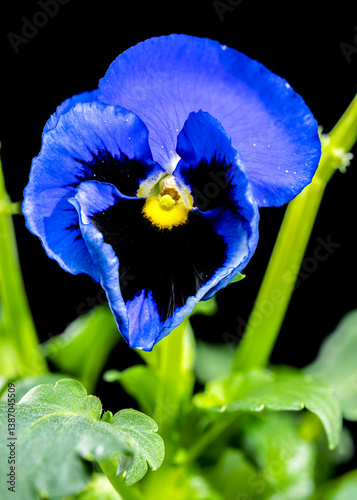 Blue and purple Pansy Flower isolated on black background
