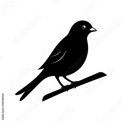 blackbird on a branch