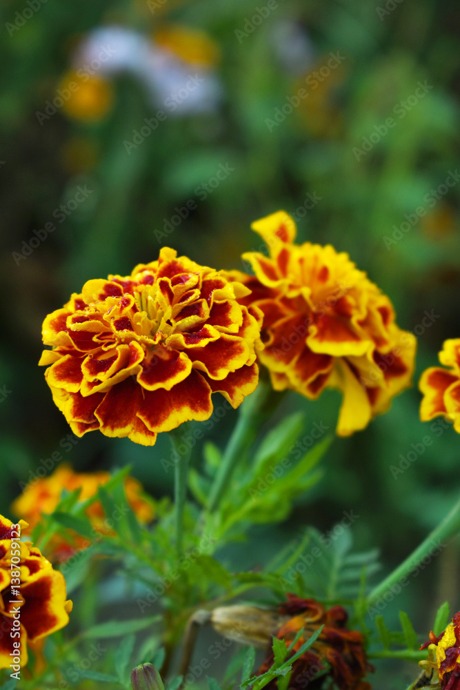 Yellow red french marigold flower blossom in garden, Yellow red french Mari Gold flowers for decorate garden, Close up of beautiful small marigold flower in garden. Marigold flowers bloom in nature Yellow red french marigold flower blossom in garden, Yellow red french Mari Gold flowers for decorate garden, Close up of beautiful small marigold flower in garden. Marigold flowers bloom in nature