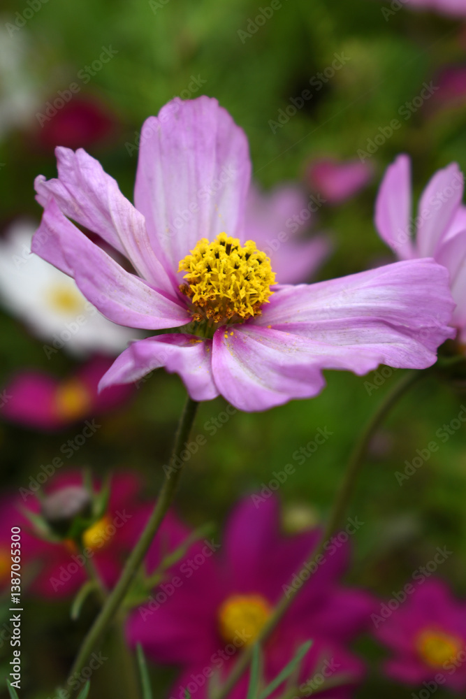 Pink Cosmos flower, Cosmos flowers, autumn season image, Beautiful Pink Cosmos flower in the garden. Pink flowers pictures. Cosmos Bipinnatus, commonly called the garden or Mexican aster Pink Cosmos flower, Cosmos flowers, autumn season image, Beautiful Pink Cosmos flower in the garden. Pink flowers pictures. Cosmos Bipinnatus, commonly called the garden or Mexican aster