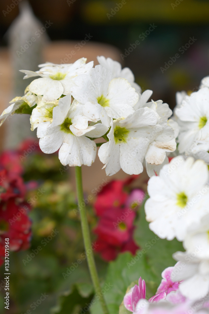 Blooming vibrant White geranium Pelargonium flowers closeup, Blooming of Geranium, closeup shot of White geranium flowers in garden, geranium in the exhibition of geraniums in Chakwal, Punjab, Pakista