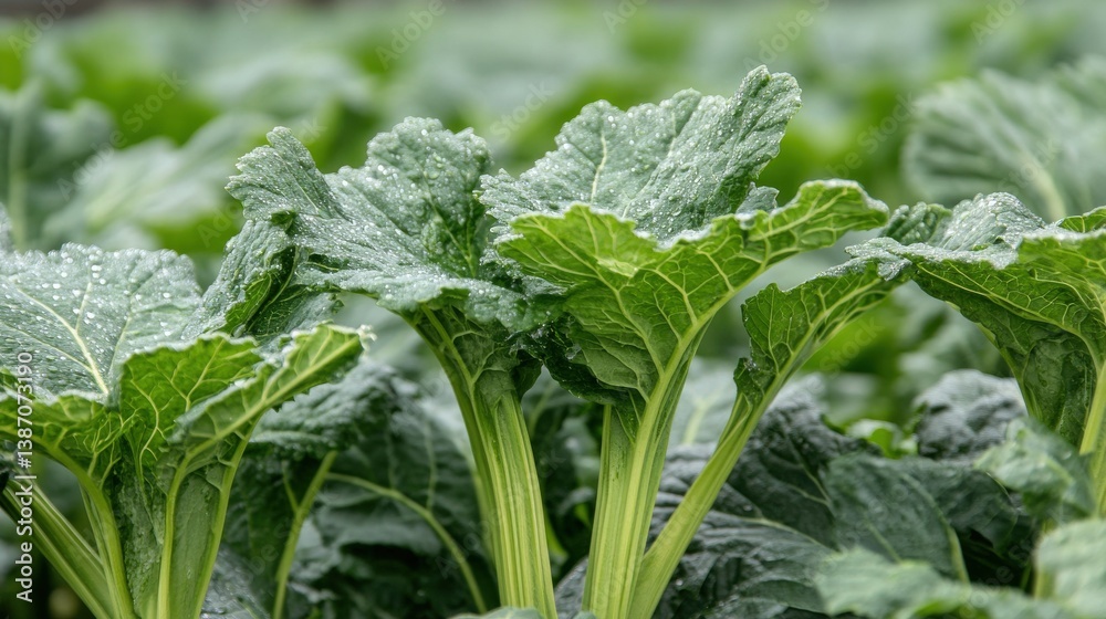 Fresh Green Vegetables with Water Drops on Leaves in a Field Fresh Green Vegetables with Water Drops on Leaves in a Field