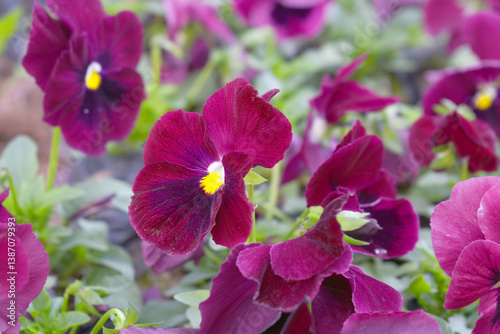 Spring flowers Viola in Maroon Black color - favorite ornamental plant flowering in the spring, Beautiful Maroon Black flower in the garden close up of blooming pancy flowers, Maroon Black Pancy flowe
