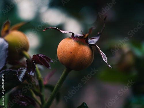 Orange rose hip