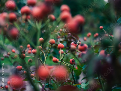 Rose hip