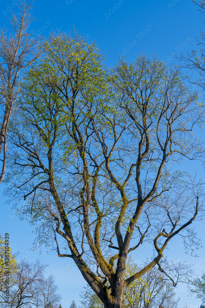tree and sky