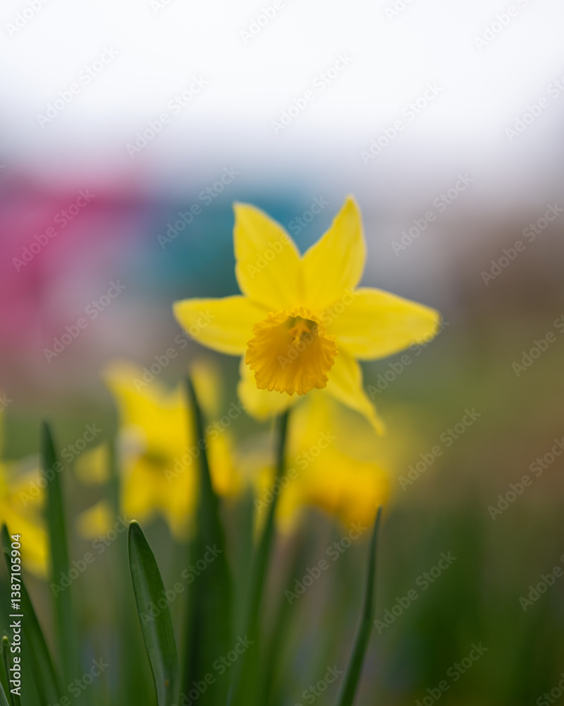 Fototapeta premium daffodils in spring