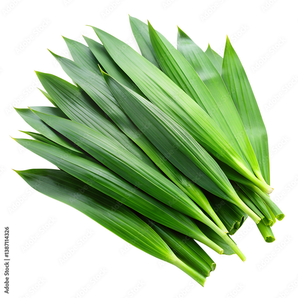 Obraz premium Fresh Green Pandan Leaves Isolated On Black Background For Culinary And Medicinal Use