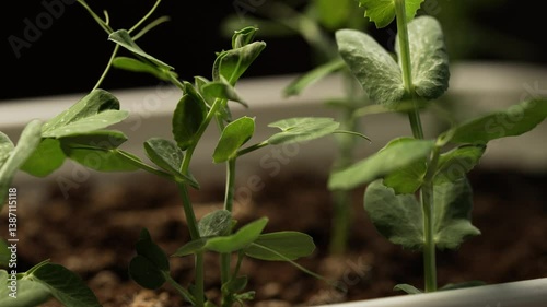 Wallpaper Mural Multiple young pea plants, with vibrant green leaves and delicate tendrils, thrive in a white rectangular pot filled with dark soil, exhibiting gradual growth Torontodigital.ca