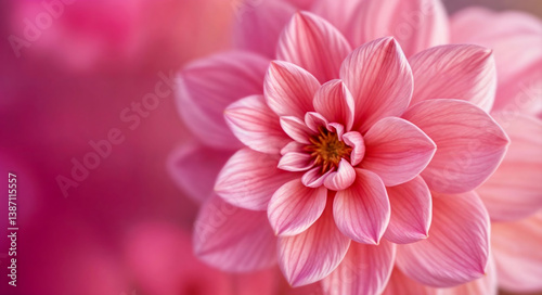 Pink flower with delicate petals on blurred background of dark pink shades.