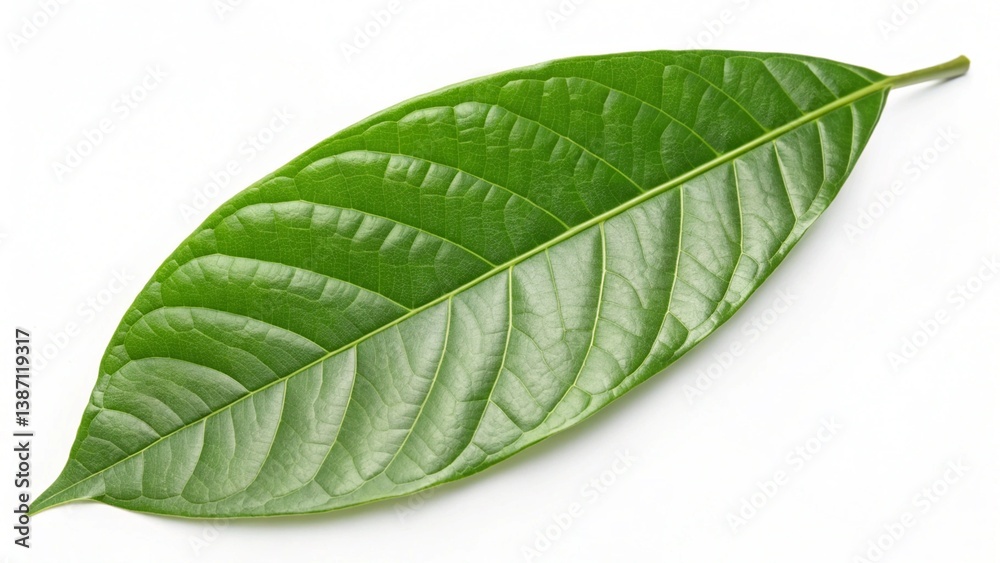 Obraz premium green cocoa leaf isolated on white new