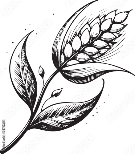 Wheat Rye Black and White Vector Illustration Symbol, Sketch Drawing Line Linear Engraving, Hand-drawn Isolated Icon