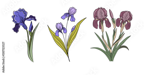 Botanical set of Iris February birth month flowers colored outline vector illustration isolated on white background