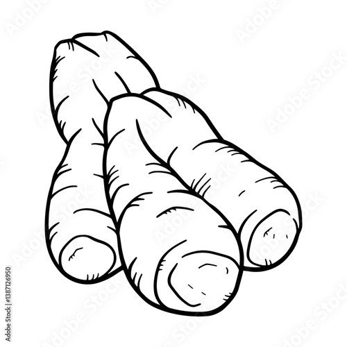 A simple drawing of ginger root or rhizome. Vector illustration of the botanical nature icon.