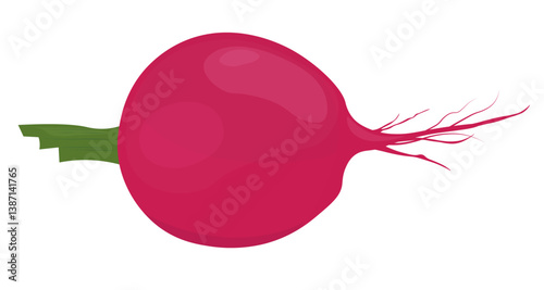 Radishes. Vegetable grown on a farm. Vector stock illustration. Isolated on white background. 