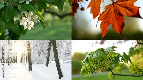 Seasons - collage with the image of nature at different times of the year. A beautiful collage - autumn, winter, spring, summer - four seasons.
