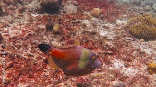 Swimming whitespotted filefish (Cantherhines macrocerus) on coral reef. Fish and corals, tropicl colorful aquatic life. Underwater video from scuba diving with marine wildlife. photo