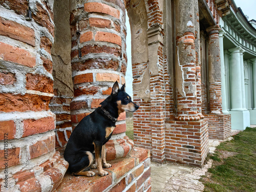 A pet. A small Doberman on ancient ruins. A cute black dog sits and looks carefully away.
