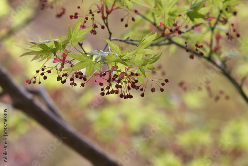 Japanese maple with fresh green leaves and tiny flowers at the same time