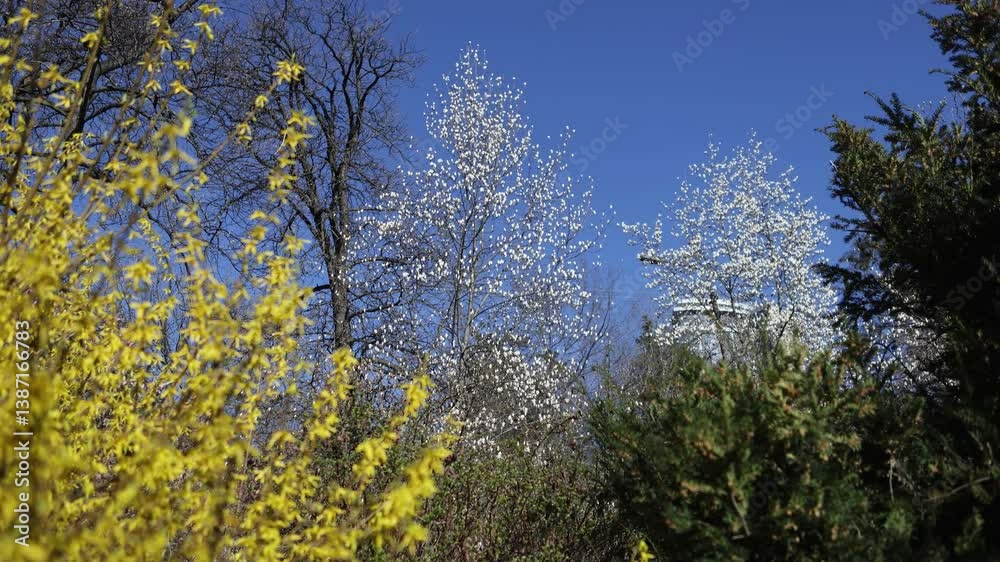 Blooming magnolia and blooming forsythia