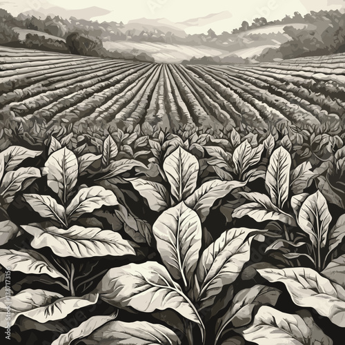 tobacco plants with rolled cigars arranged at the base, showcasing intricate engraving lines sketch engraving generative ai PNG illustration