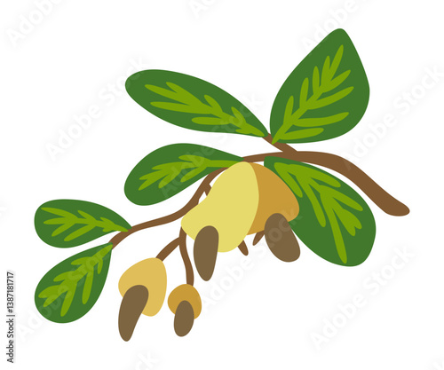 Cashew nuts on branch with leaves. Vector isolated illustration