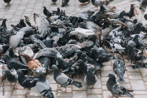 Many, bunch, flock of pigeons, hungry birds fighting for food during the day on the street in the city. Photo of an animal.