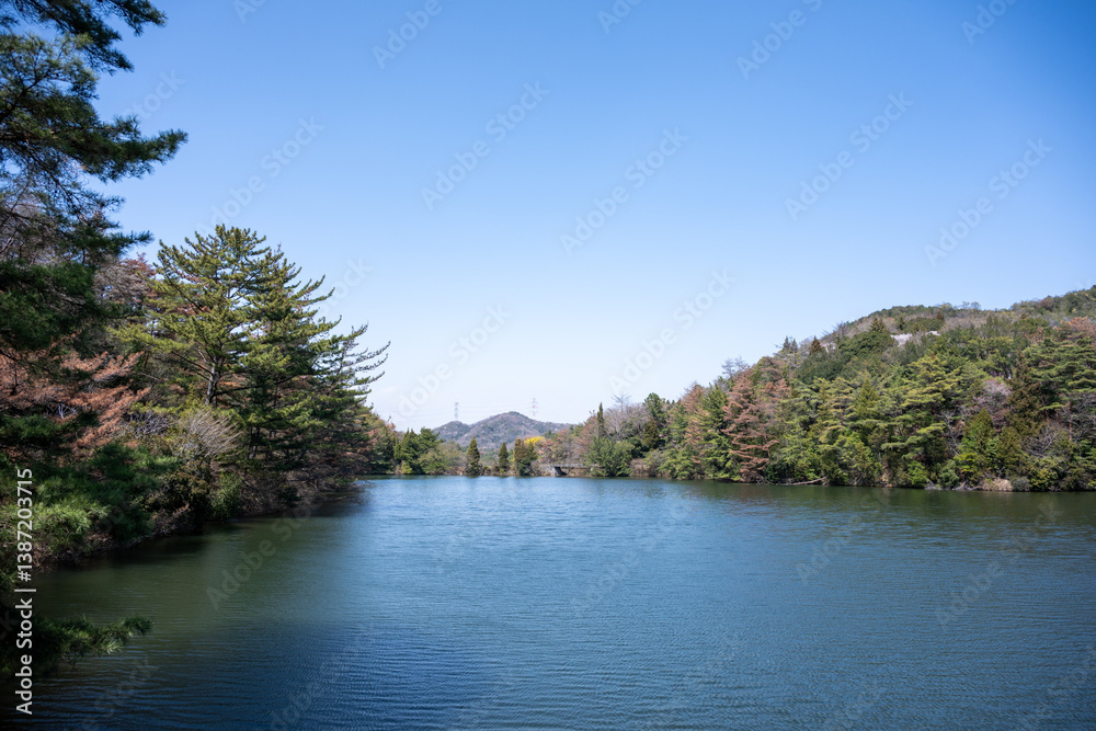 Fototapeta premium 日本の岡山県玉野市の深山公園の満開の桜