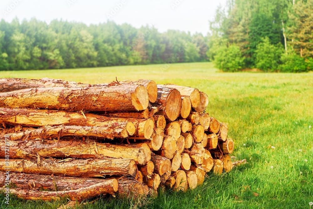 Stacked timber logs beside country road