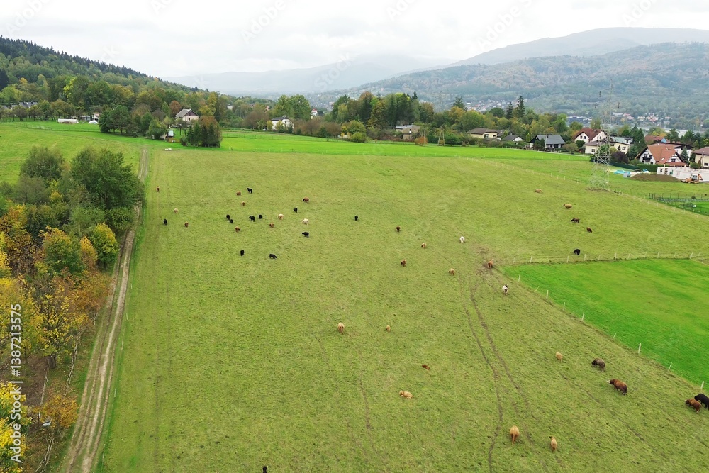 Drone view of Scottish cattle in pasture.