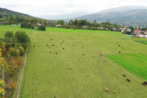 Obraz na płótnie Drone view of Scottish cattle in pasture. w salonie