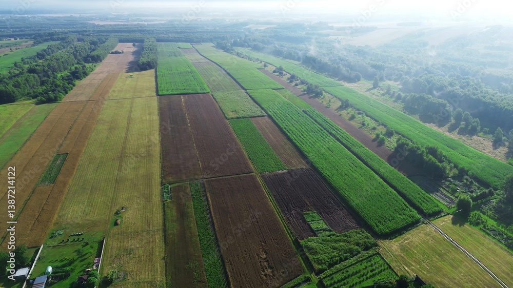 Overhead view of expansive misty forest