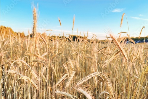 Obraz na płótnie Wheat field with sunlight rural landscape w salonie