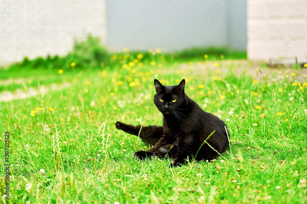 Black cat enjoying the sun in a green garden