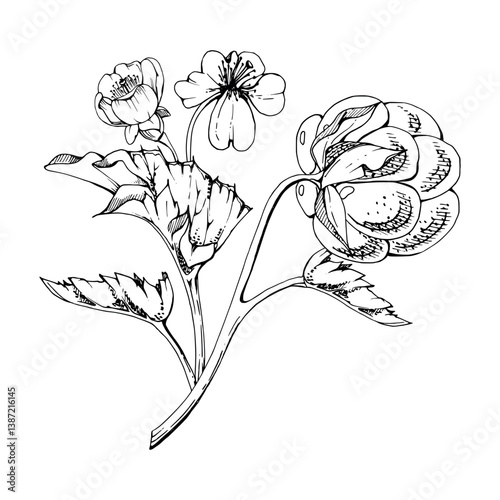 Cloudberry raspberry with white flowers, hand drawn vector ink, Scandinavian ripe forest berry on stems. Boutonniere isolated botanical illustration. Restaurant, dessert cafe menu, farmers market