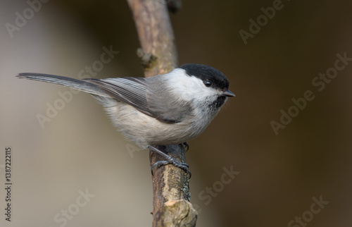 Wiilow Tit (Poecile montanus) perched on dry twig in the winter forest near the feeder
