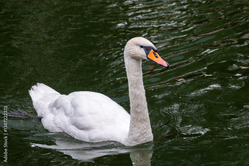 Fototapeta premium A graceful white swan swimming on a lake with dark water. The white swan is reflected in the water