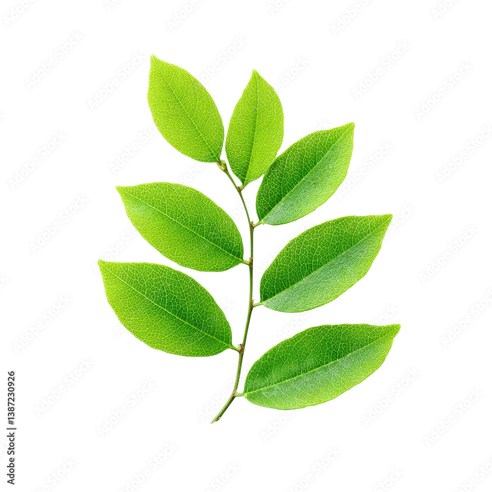 Obraz premium Green leaves on a branch isolated on white. Fresh foliage, nature concept.
