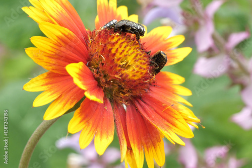 Stink beetle, Oxythyrea funesta L. on a Gaillardia pulchella flower.
Pest. Adults feed on pollen, leaves and petals of flowers, sometimes completely eating stamens and pistils. photo