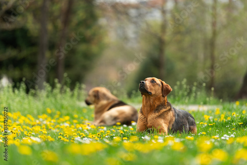 Foto Stray dog laying on the grass with plenty of yellow dandelion and other spring flowers in a City park on the warm winter sun