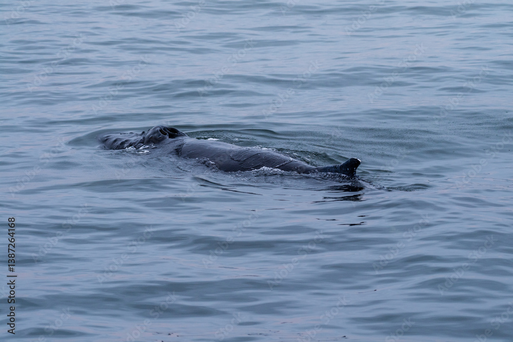 Fototapeta premium Blow hole and dorsal fin of a surfacing whale, in Walvis Bay, Namibia.