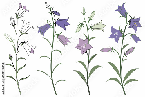 Campanula Flower silhouette vector illustration