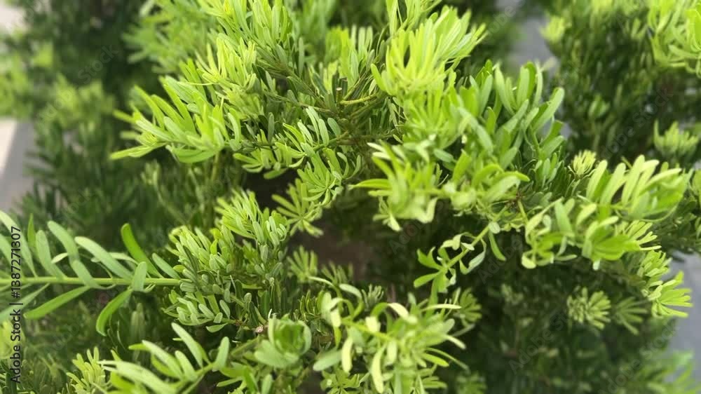 Prumnopitys plants swaying in breeze with green needle-like leaves in soft natural light
Prumnopitys plants swaying in breeze with green needle-like leaves in soft natural light
