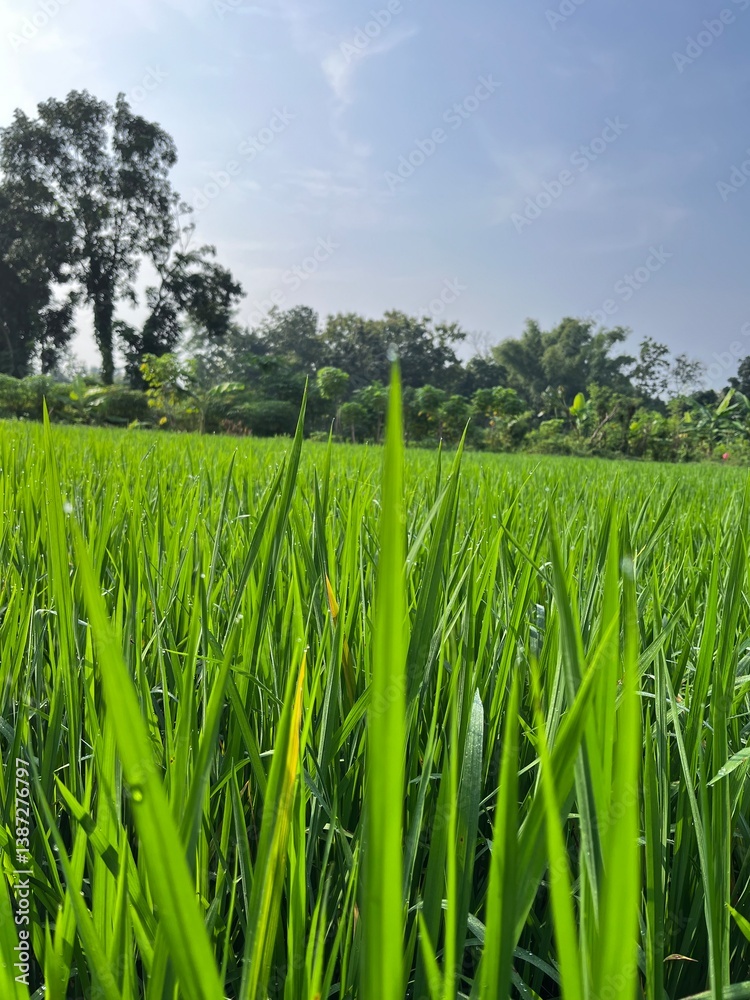 Fototapeta premium bright green rice fields under clear skies