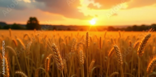 Evening golden glow over a harvested wheat field, agriculture, crops, farm