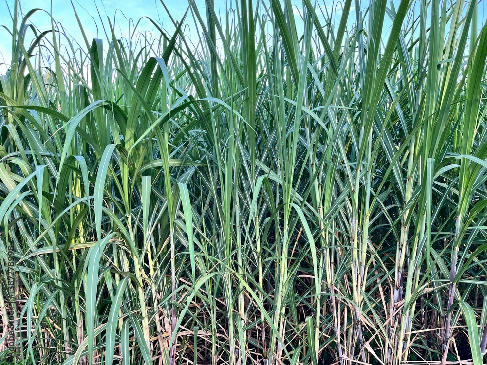 Obraz premium Sugarcane Field Under Blue Sky