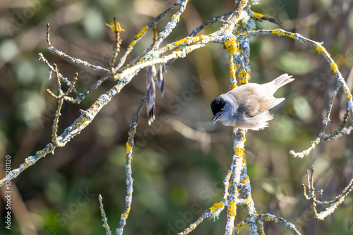 Euroasian blackcap perched on a branch full of lichens