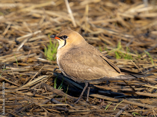Collared pratincole sitting on the ground